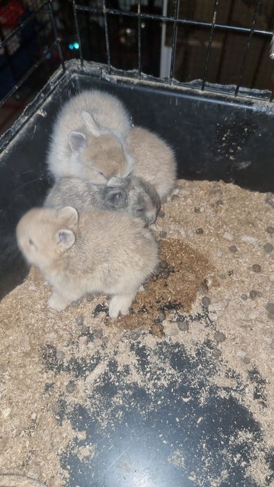Coelhos anões/ orelhudos