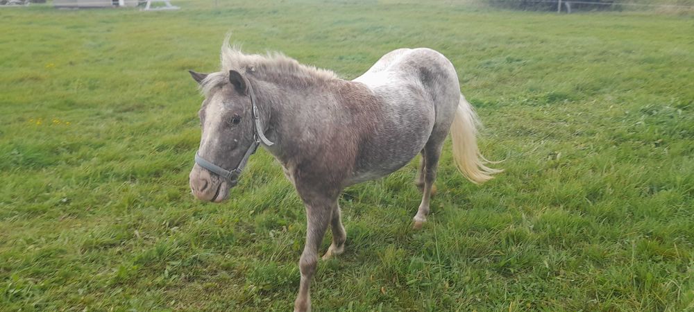 Duży Kuc klacz konik