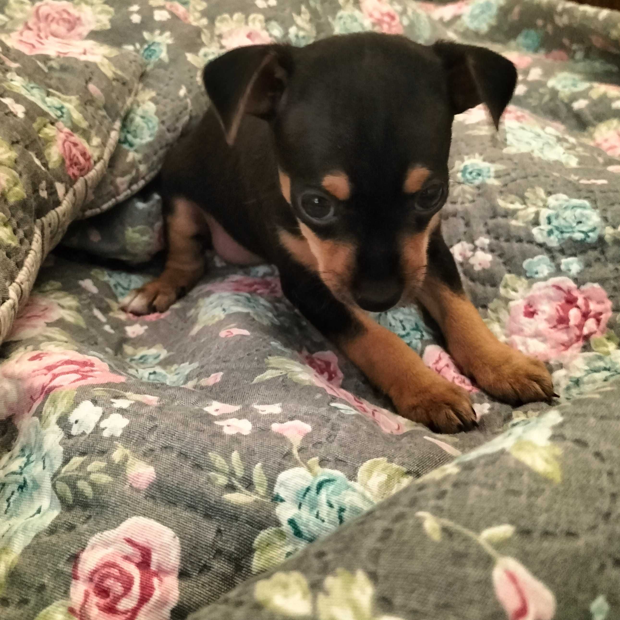 Pinscher fêmea linda