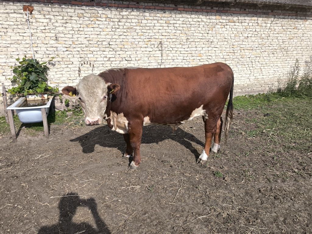 Byk hereford 100 % ekologiczny