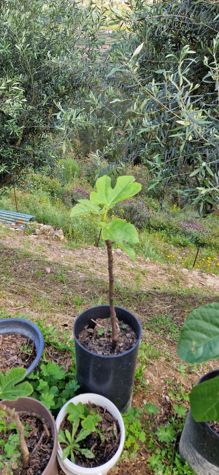 Figueiras para plantar