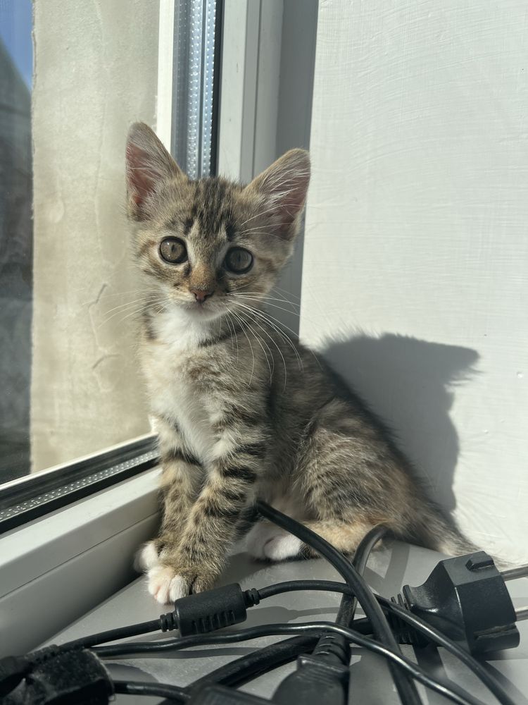 Віддам в добрі руки кошеня безкоштовно