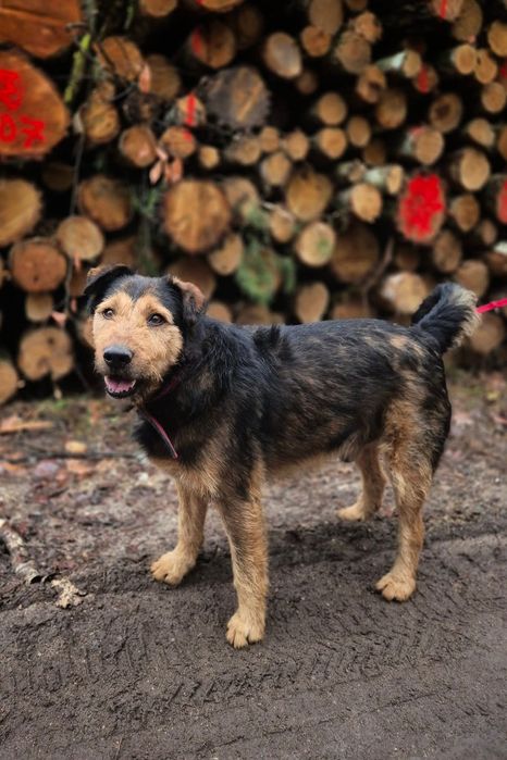 Wspaniały szorściak Pluto szuka domu!