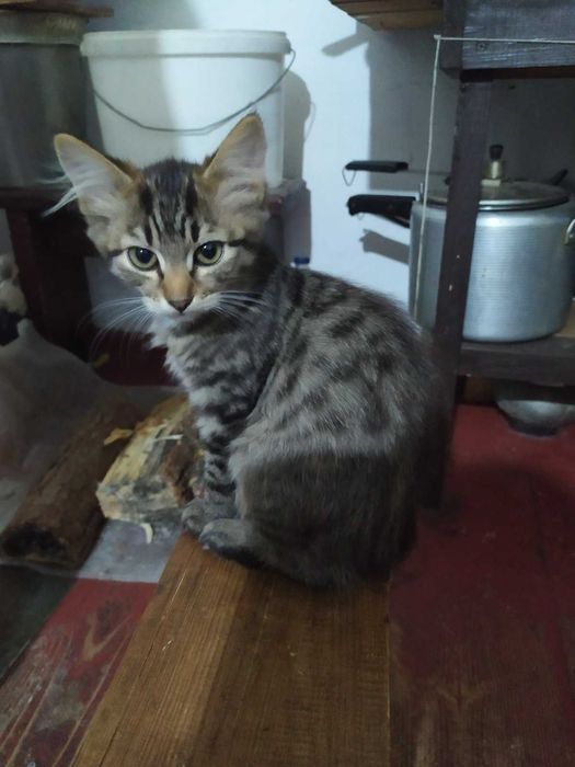 Смугасті гарнючі кошенята в добрі руки. Котята безкоштовно