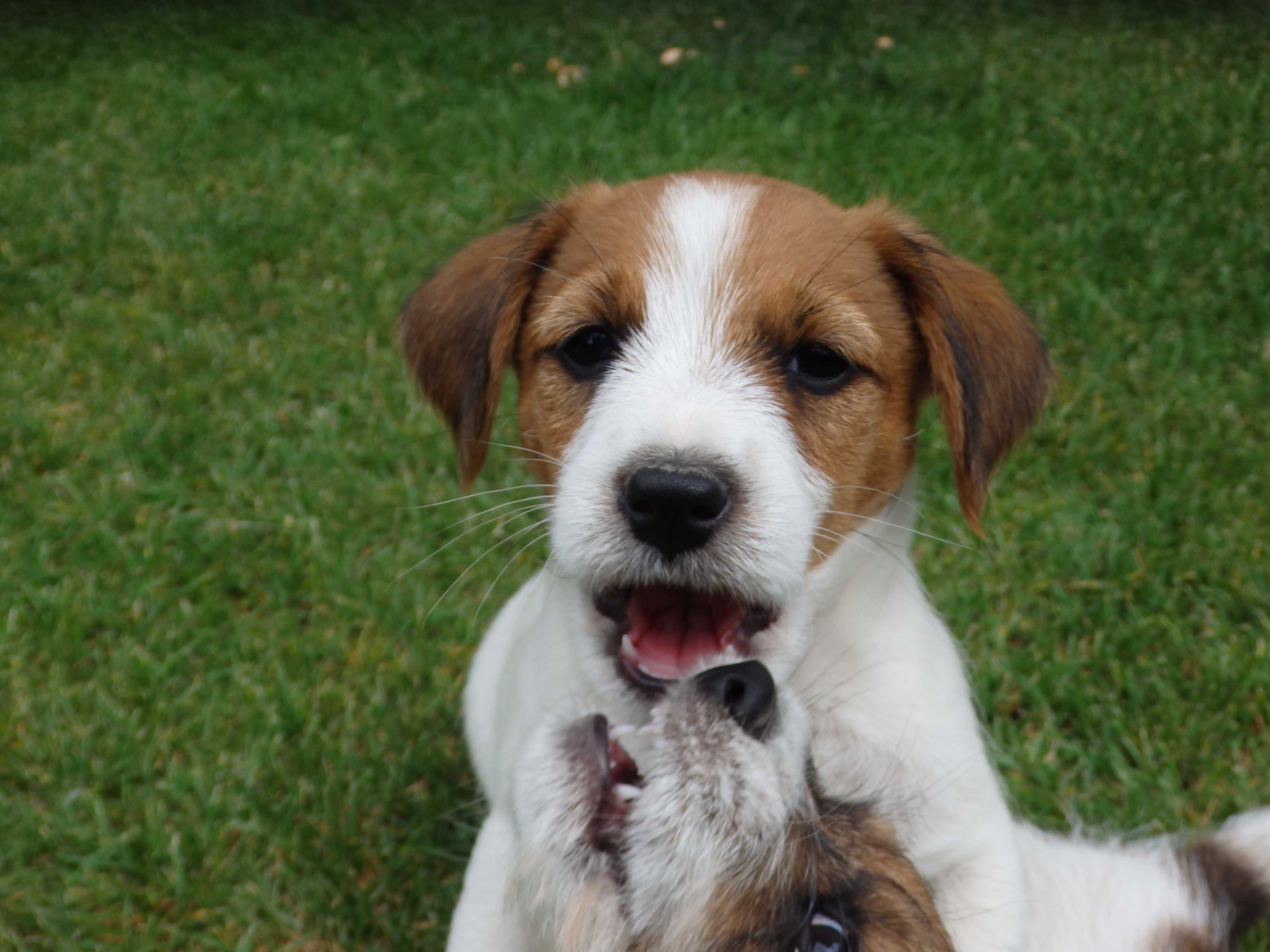 Jack Russell Terrier piesek od #Smartie Jacks # rodzice ZKwP/ FCI