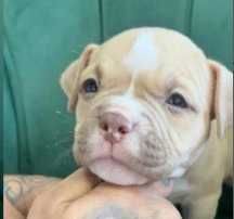 American Bully Pocket Fêmea