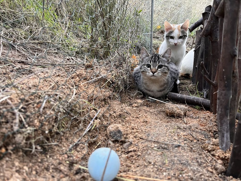 3 gatinhos - adopção responsável