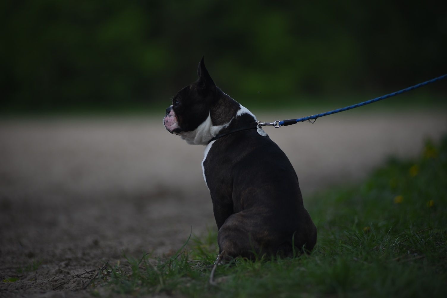 Oferta krycia psem Boston Terrier