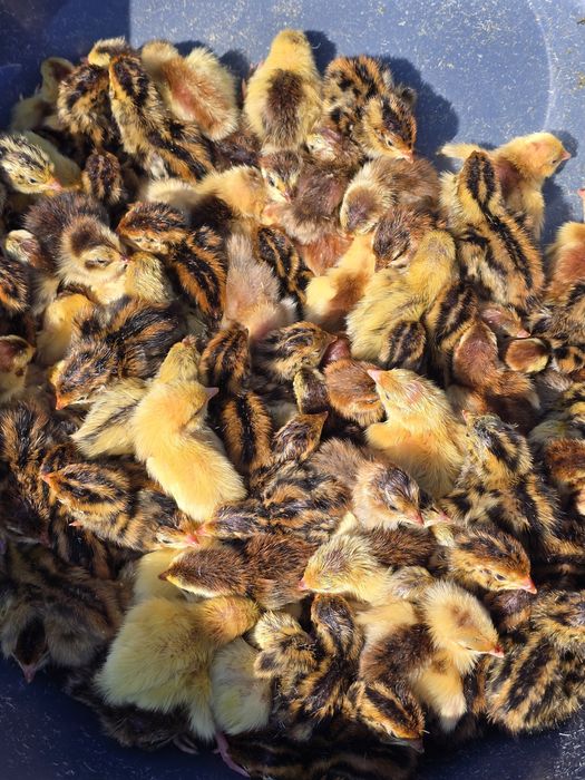 Przepiórki pisklęta wyklute 19.06 teksas faraon celadon włoszka