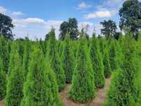 Tuja Szmaragd! 160,180,200,220 cm! Thuja Smaragd! Dowóz! Tuje!