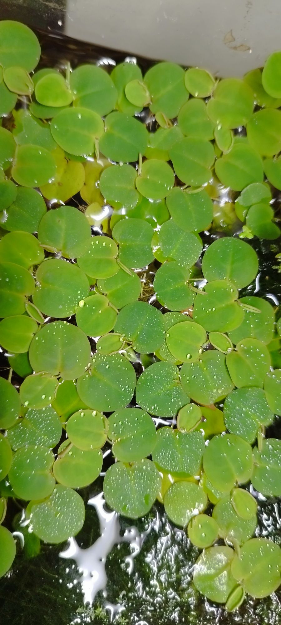 Planta de aquário - Phyllanthus fluitans