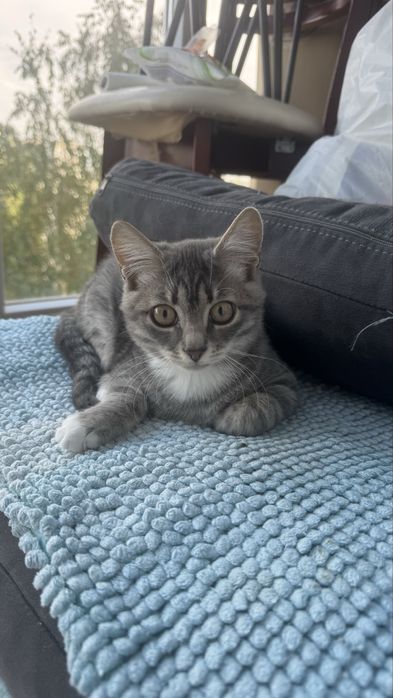 Котик шукає родину