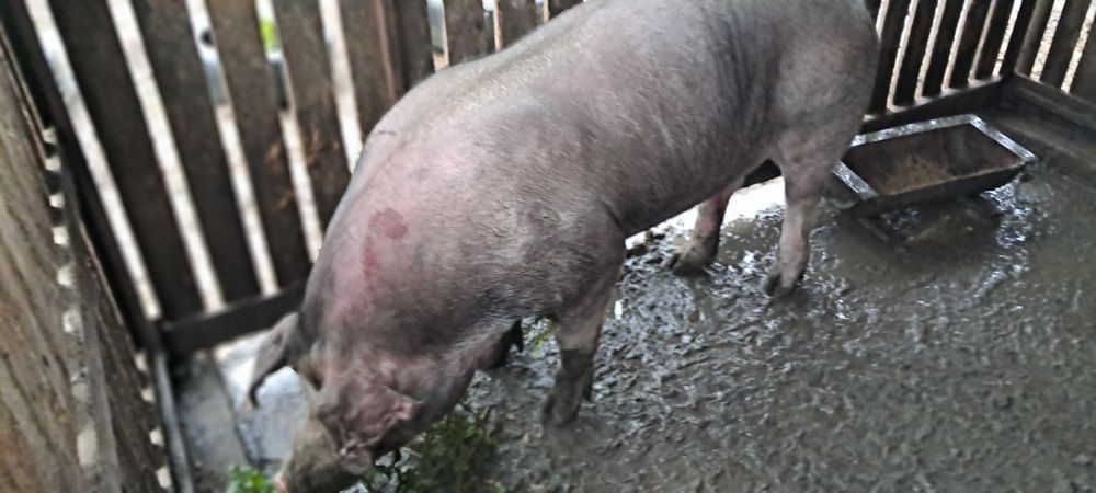 Продам кнура породи дюрок