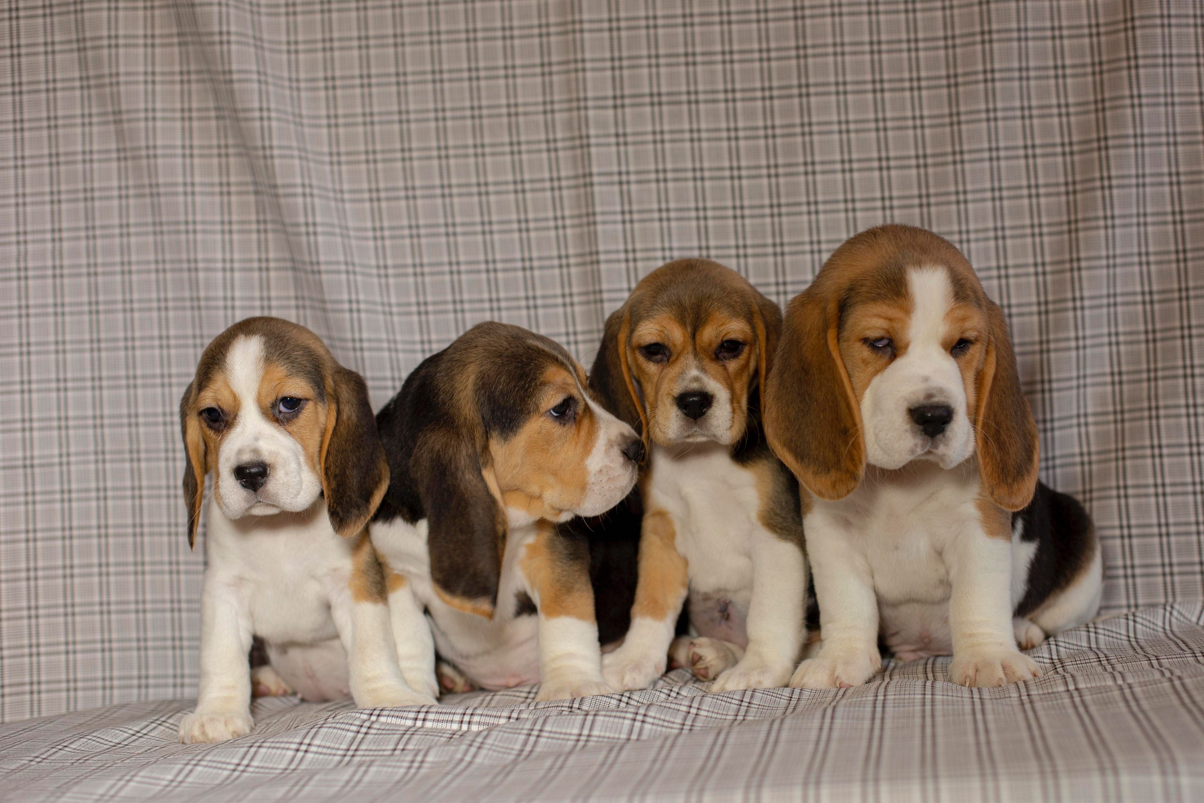 Beagle kennel. Доставити можливо/консультуємо після переїзду