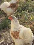 Galinha brahma red pyle