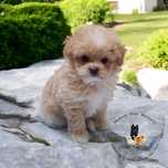 Maltipoo suczka maleńka xxs
