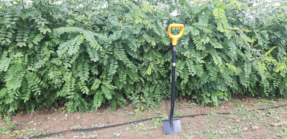 Akacja , amfora, ewoida rośliny miododajne