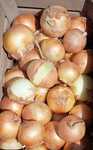 Cebola branca doce