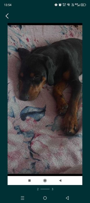 Oddam psa w dobre ręce