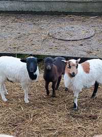 Owce kameruńskie mix dorper