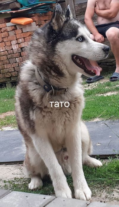 Продам Хаскі  з голубими очима