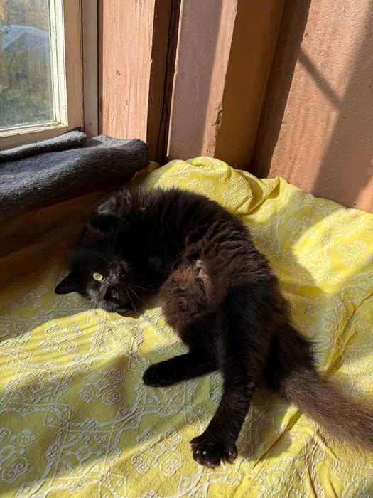 Маленька киця-ангора шукає родину