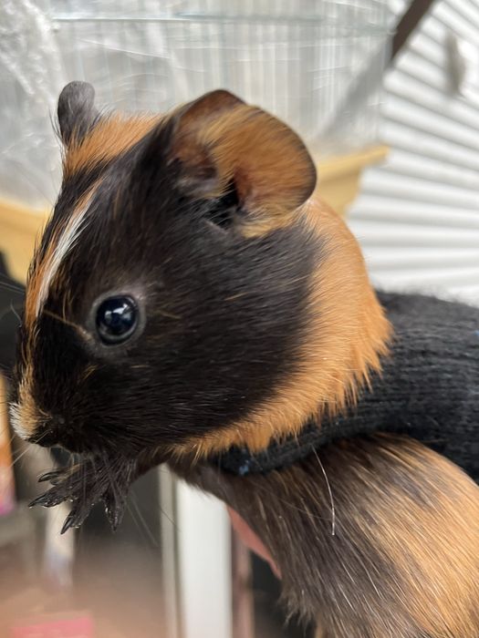 Морські свинки різного віку