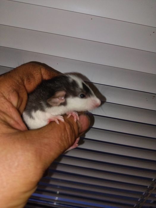 Крыски домашние ручные