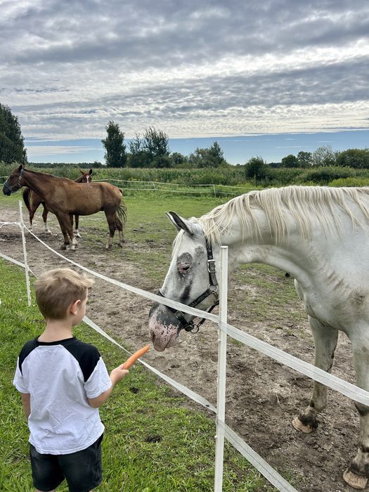 5 letni wałach / siwy tarant