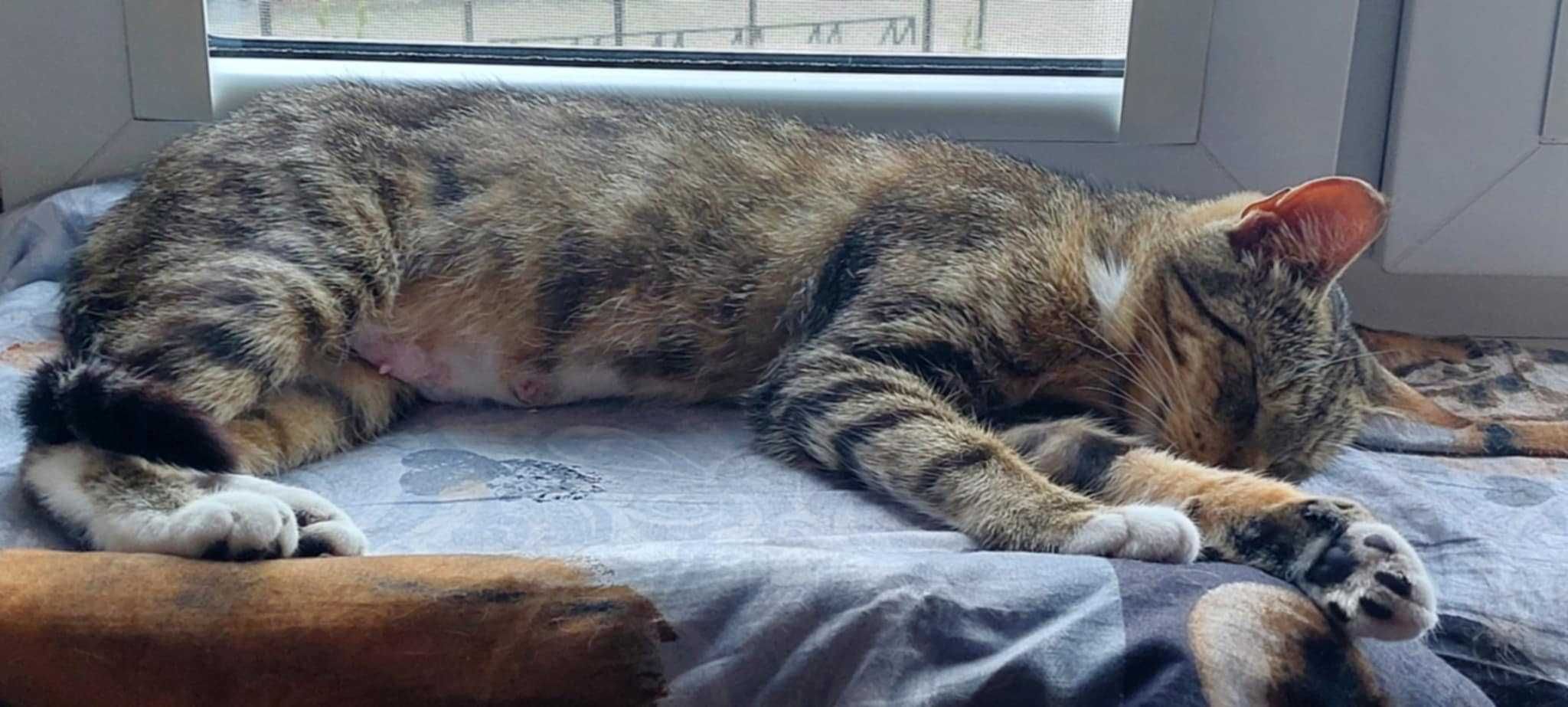 Pieszczocha Delicja szuka najlepszego domu