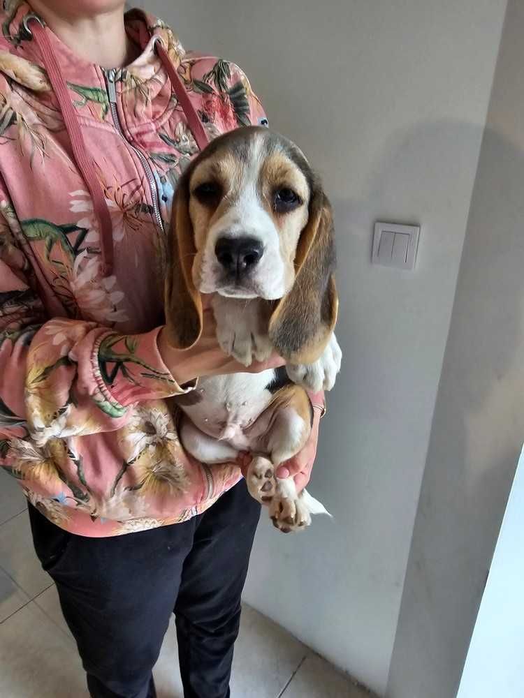 BEAGLE-cudny  szczeniak, ZKwP/FCI, starszy