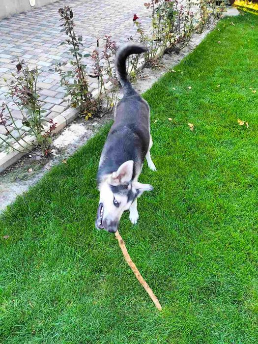 Красуня стерилізована дівчинка, один рік