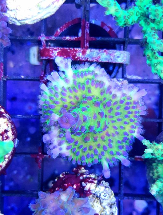 Acropora koralowiec akwarium morskie