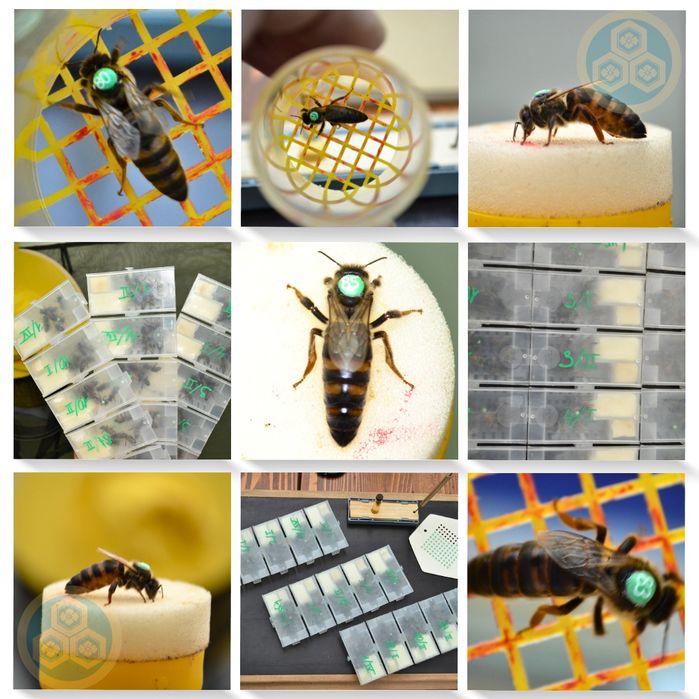 Пчеломатки / Бджоломатки