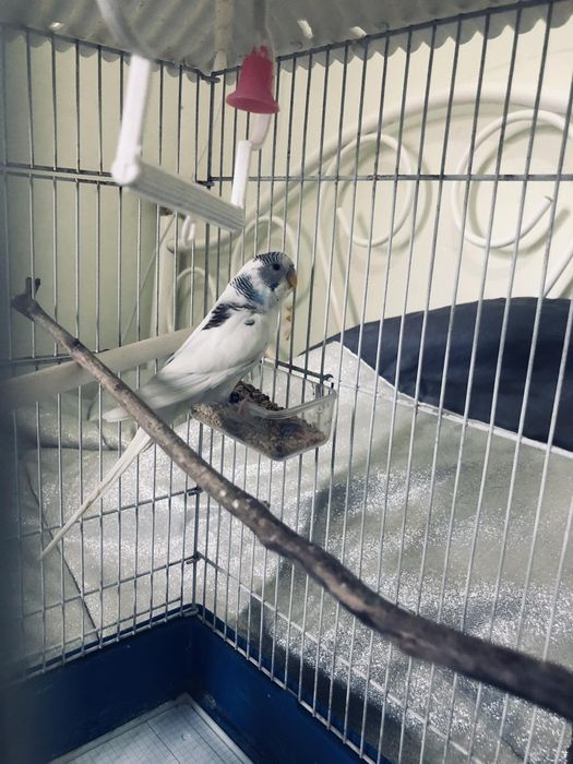 Periquitos domésticados/criados a mão