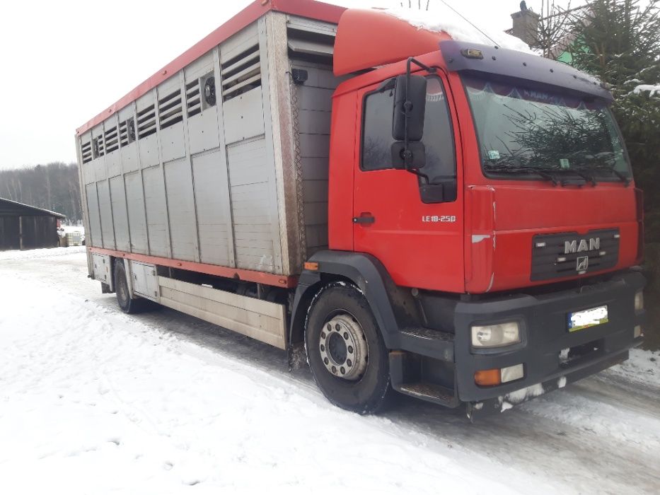 Skup i transport macior, knurów i bydła- usługowy transport zwierząt