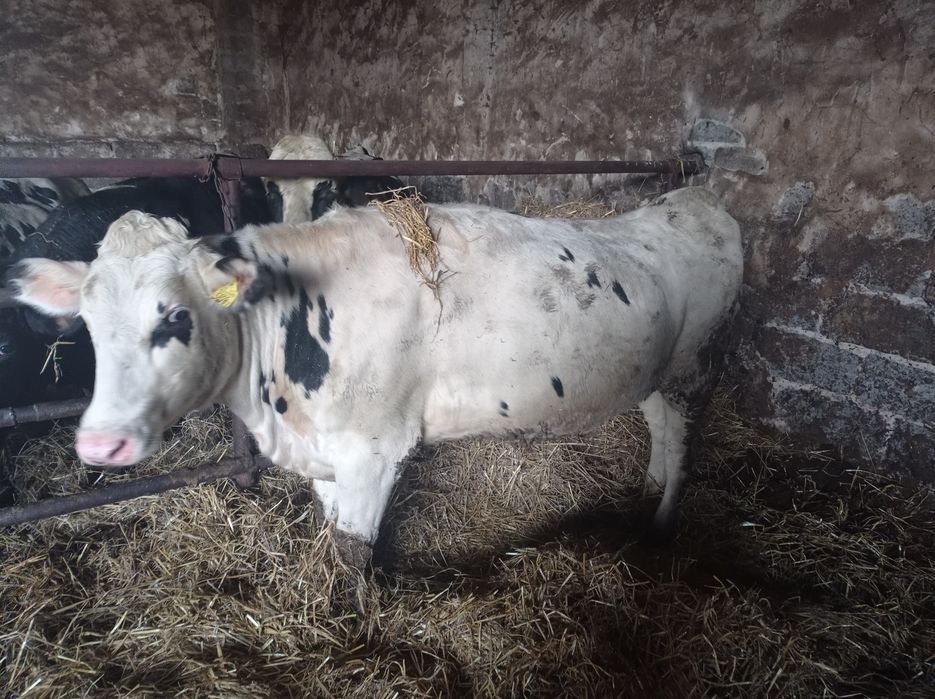 Jałówki cielne   styczeń/luty