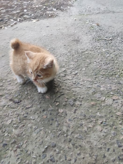 Курильський бобтейл