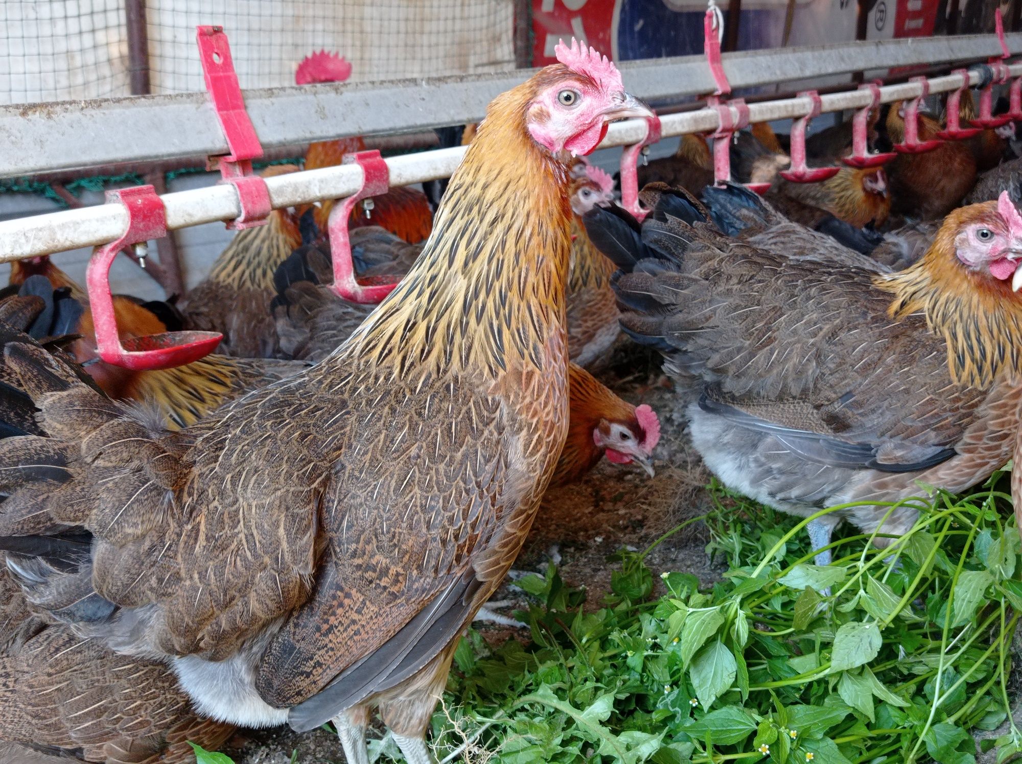 Kurki Rossa leghorn zielononóżki kokoszki kury jajko