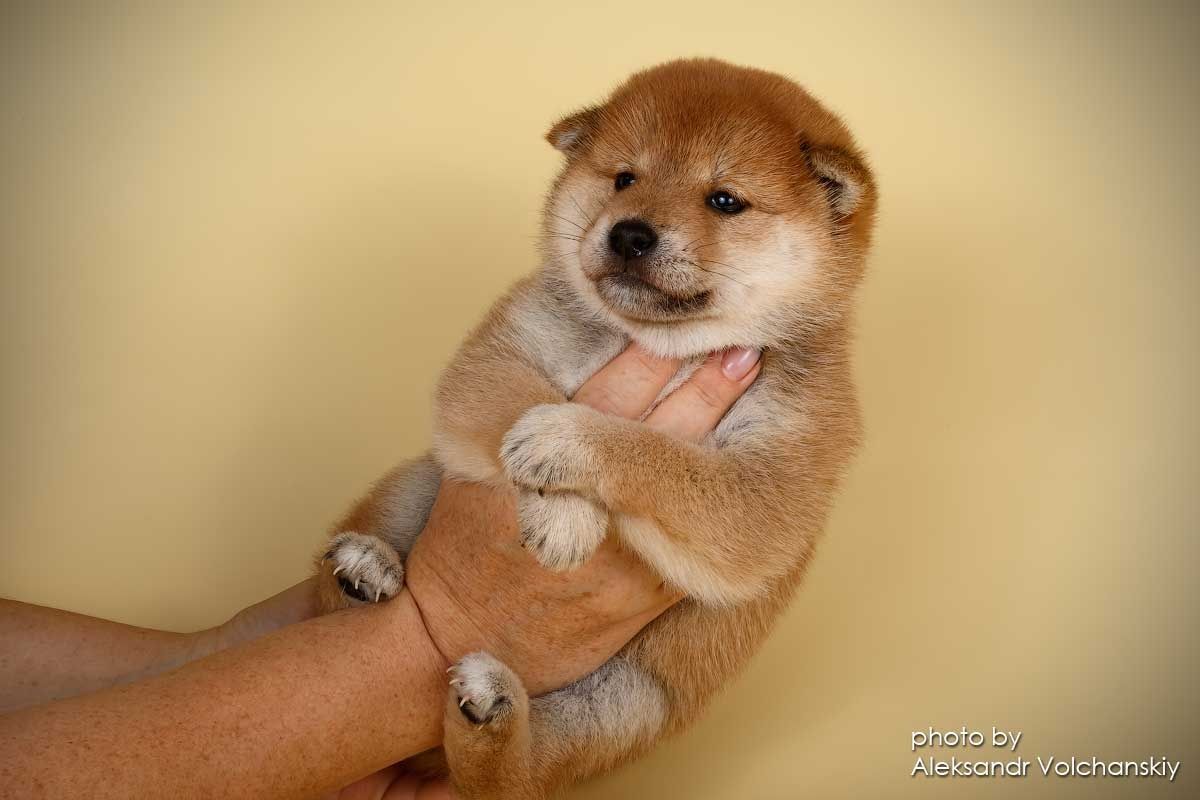 Shiba inu,  Шиба іну , Цуценята, Сіба іну , годівля Todaisou