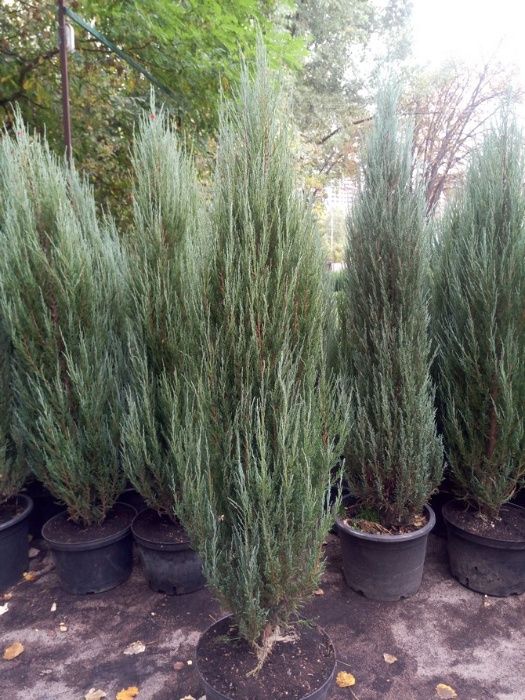 Ялівець (можжевельник) Блю Ароу екстра 160-220 cм Київ