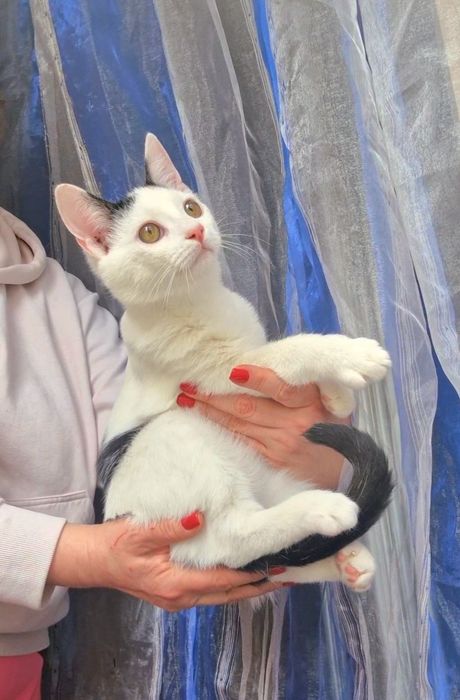 Милый котенок Каспер  ищет дом!