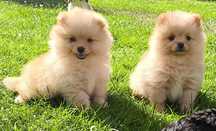 Szpic miniaturowy Pomeranian suczka