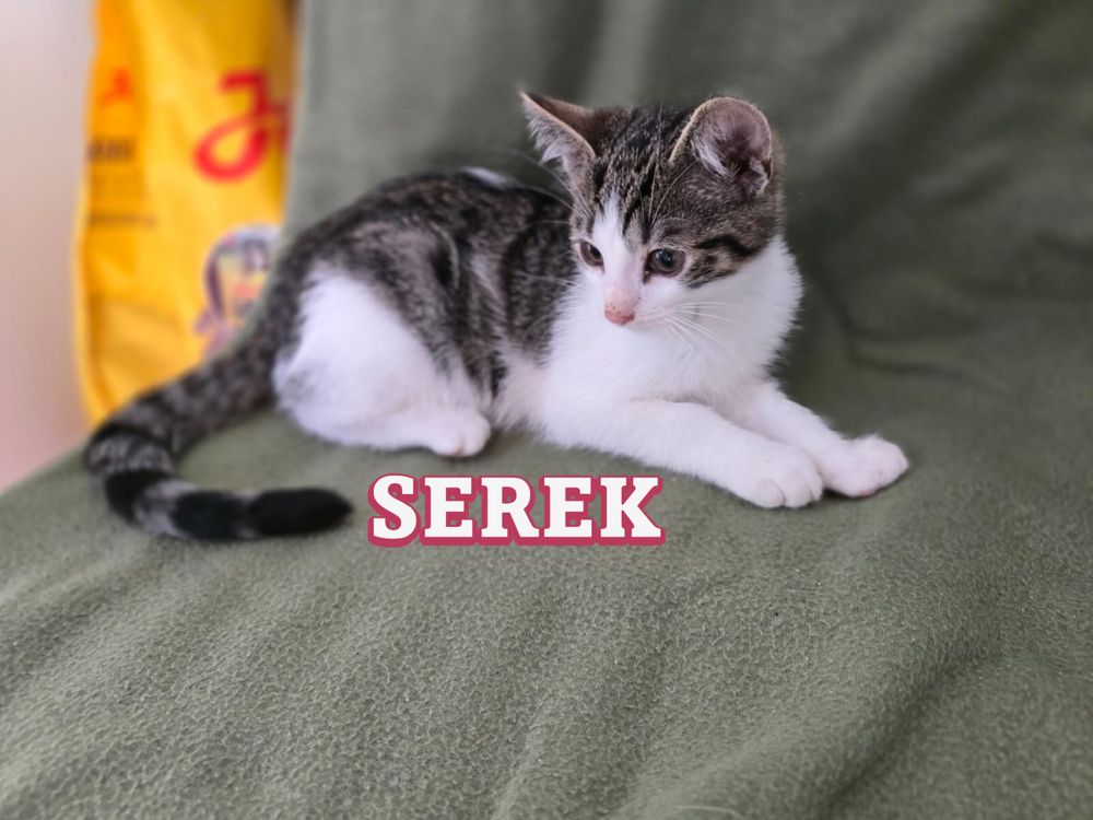 Urocze kotki szukają domku