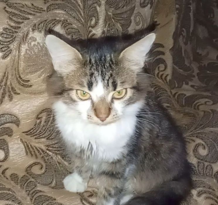 Красавчик котёнок, мальчик, июнь