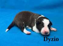 Border Collie, Piesek z Rodowodem, Rodzice przebadani, Dyzio