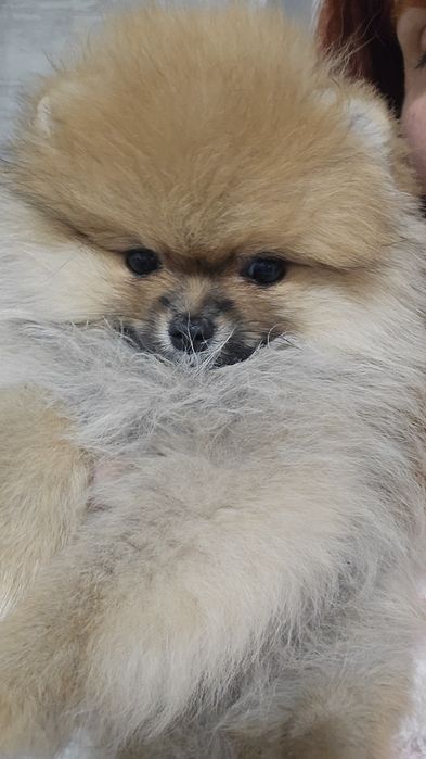 Міні дівчинка померанский шпіц