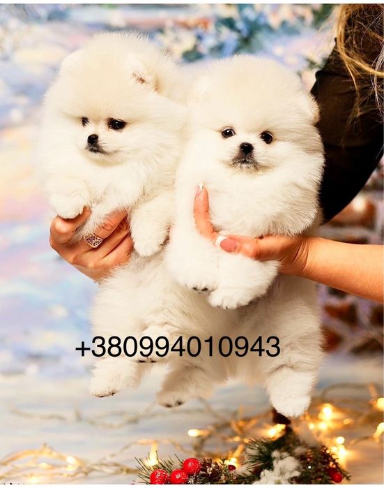 Exclusive SUPER VIP щенки померанские шпицы. Белый щенок шпиц мишка