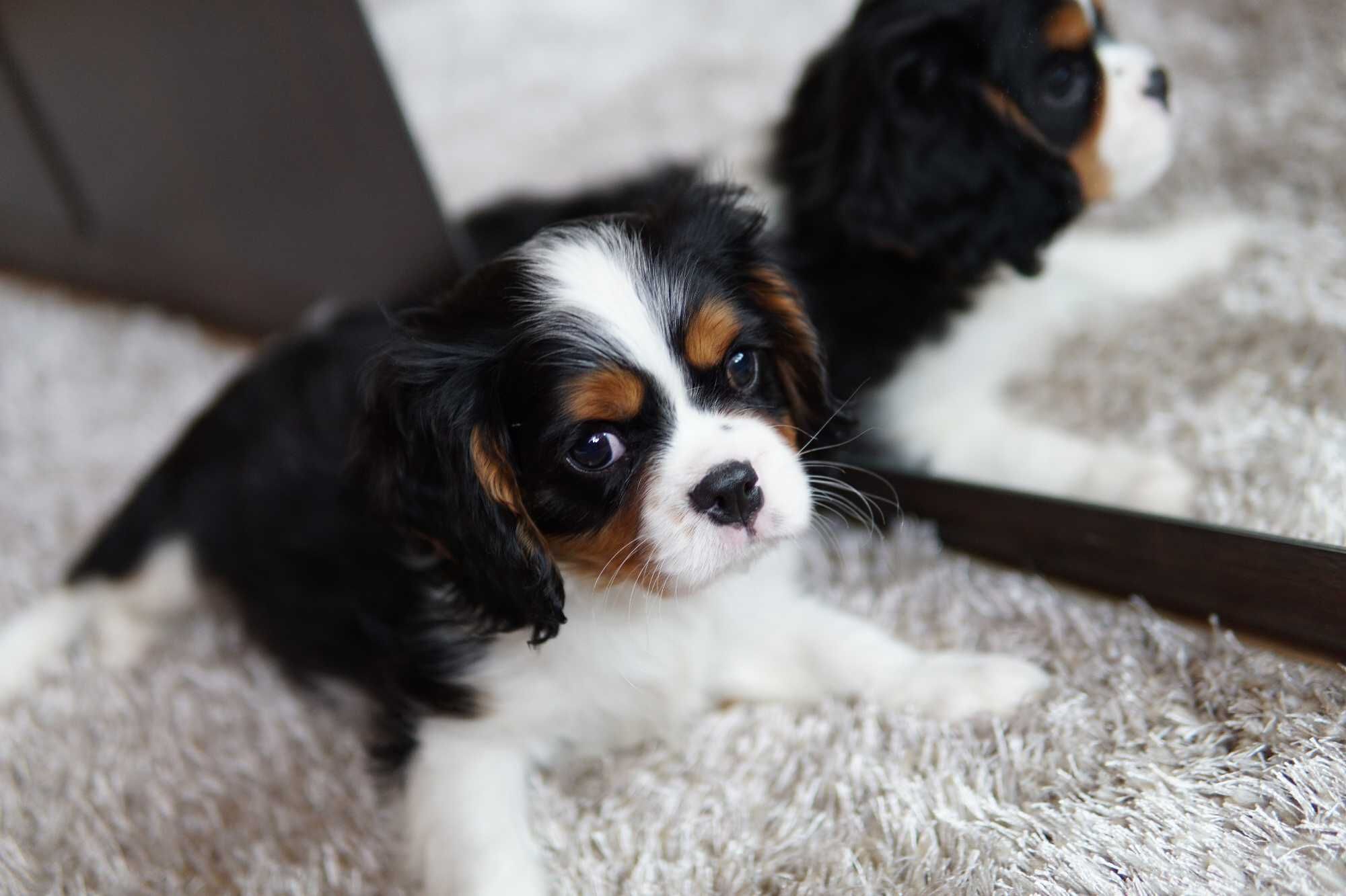 Piesek Cavalier King Charles Spaniel