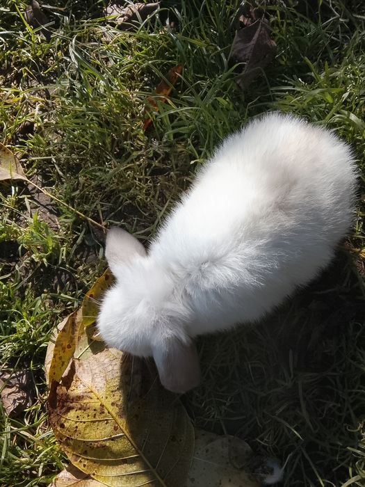 Królik miniaturowy mini lop